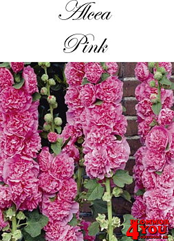 Stockros Rosa  X1