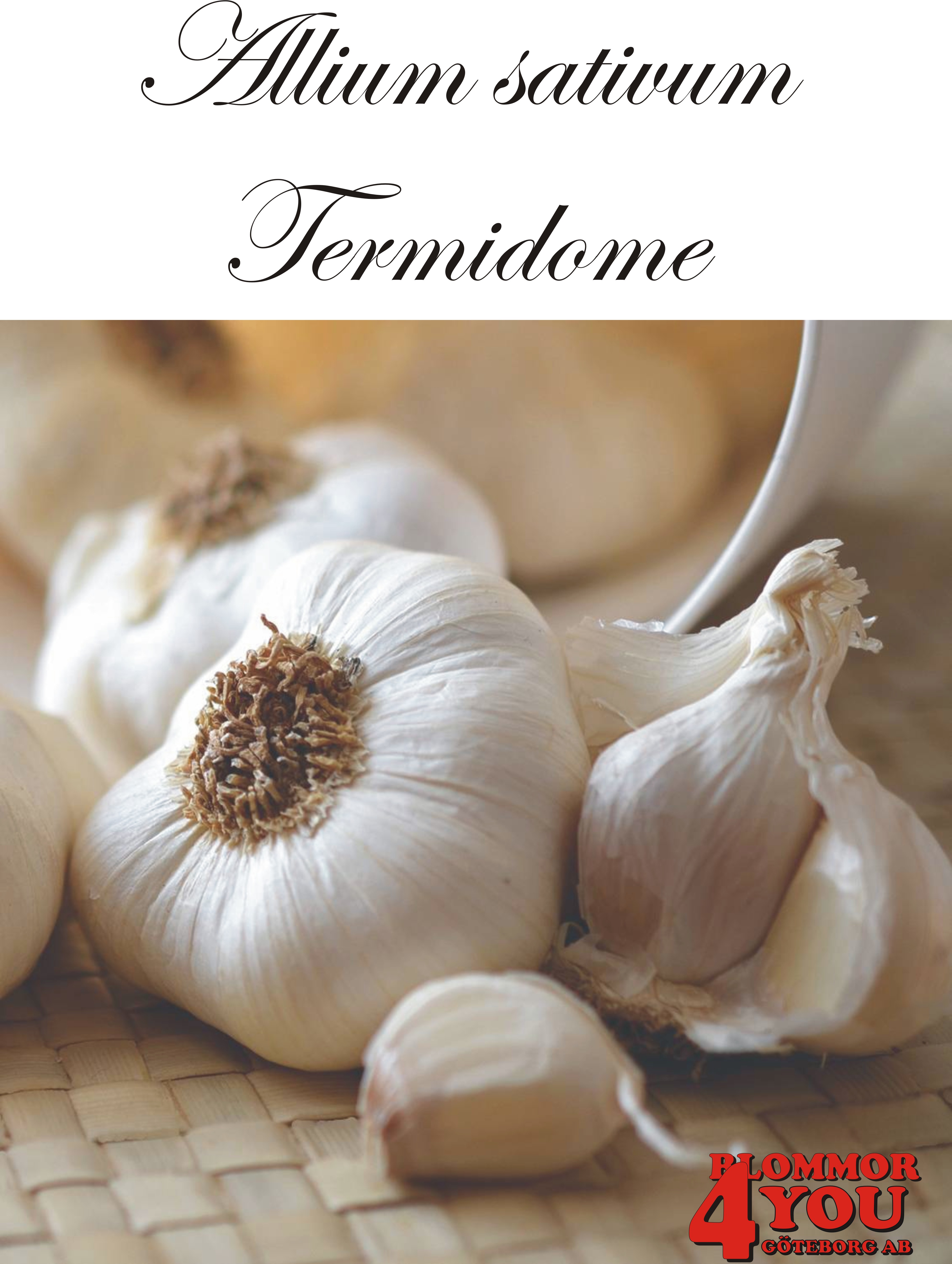 Vitlök   Allium sativum  THERMIDROME  +60