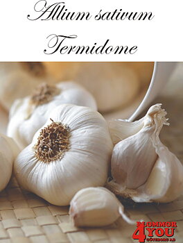 Vitlök   Allium sativum  THERMIDROME  +60
