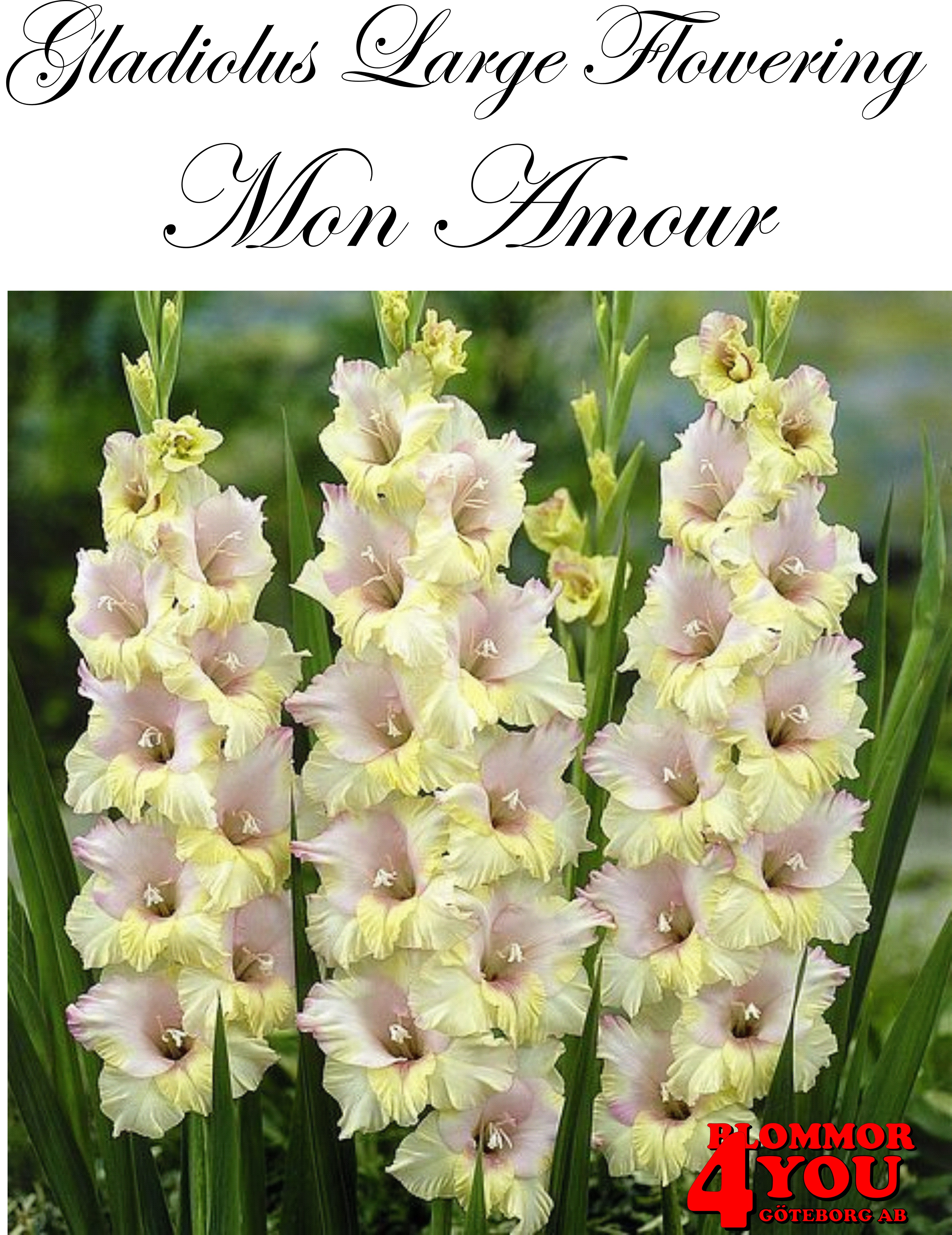 Gladiolus Large Flowering   Mon Amour