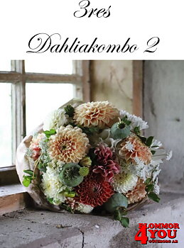 3res Dahliakombo 2 Stora
