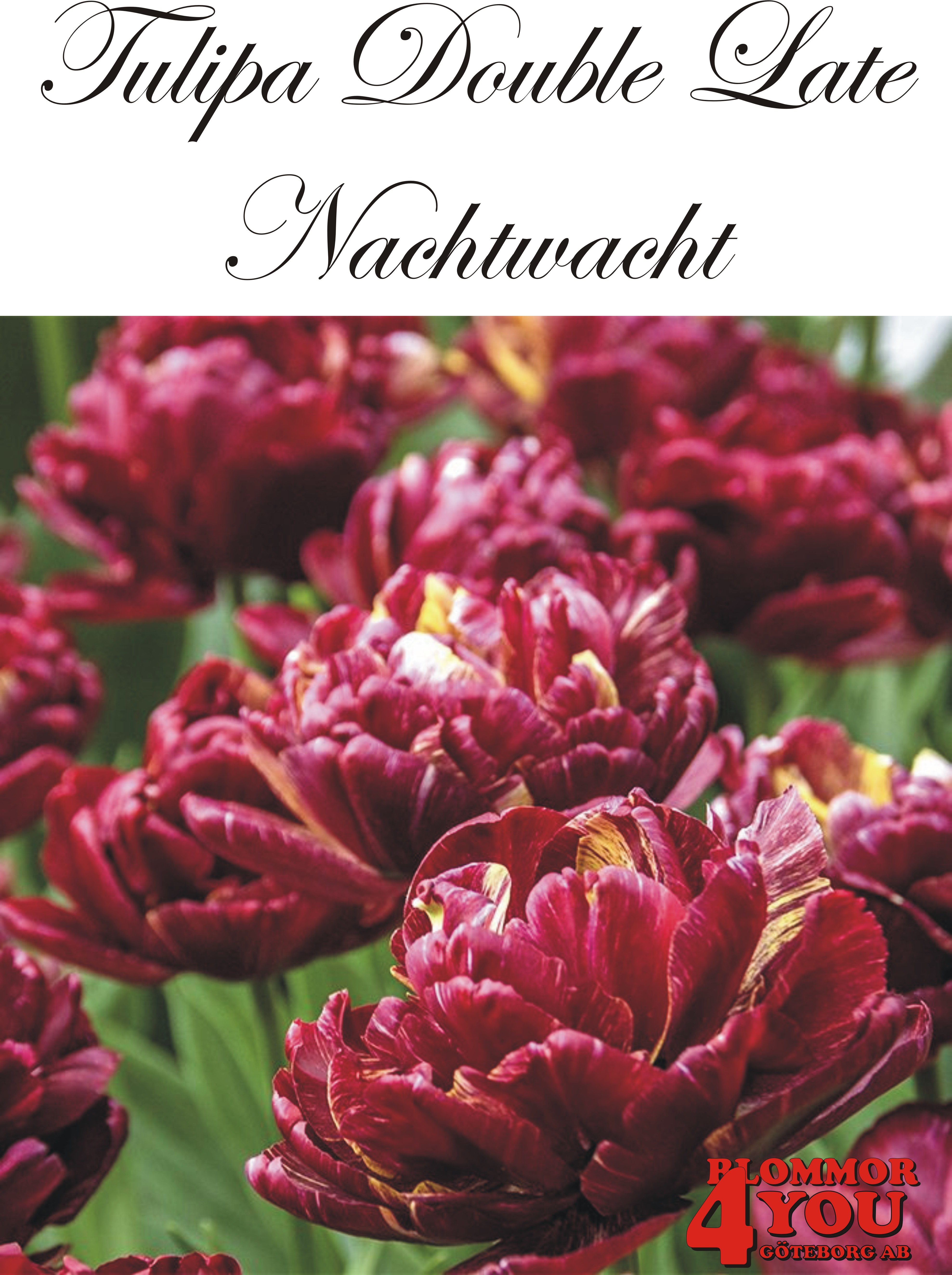 80745  NACHTWACHT    DUBBEL SENTULPAN