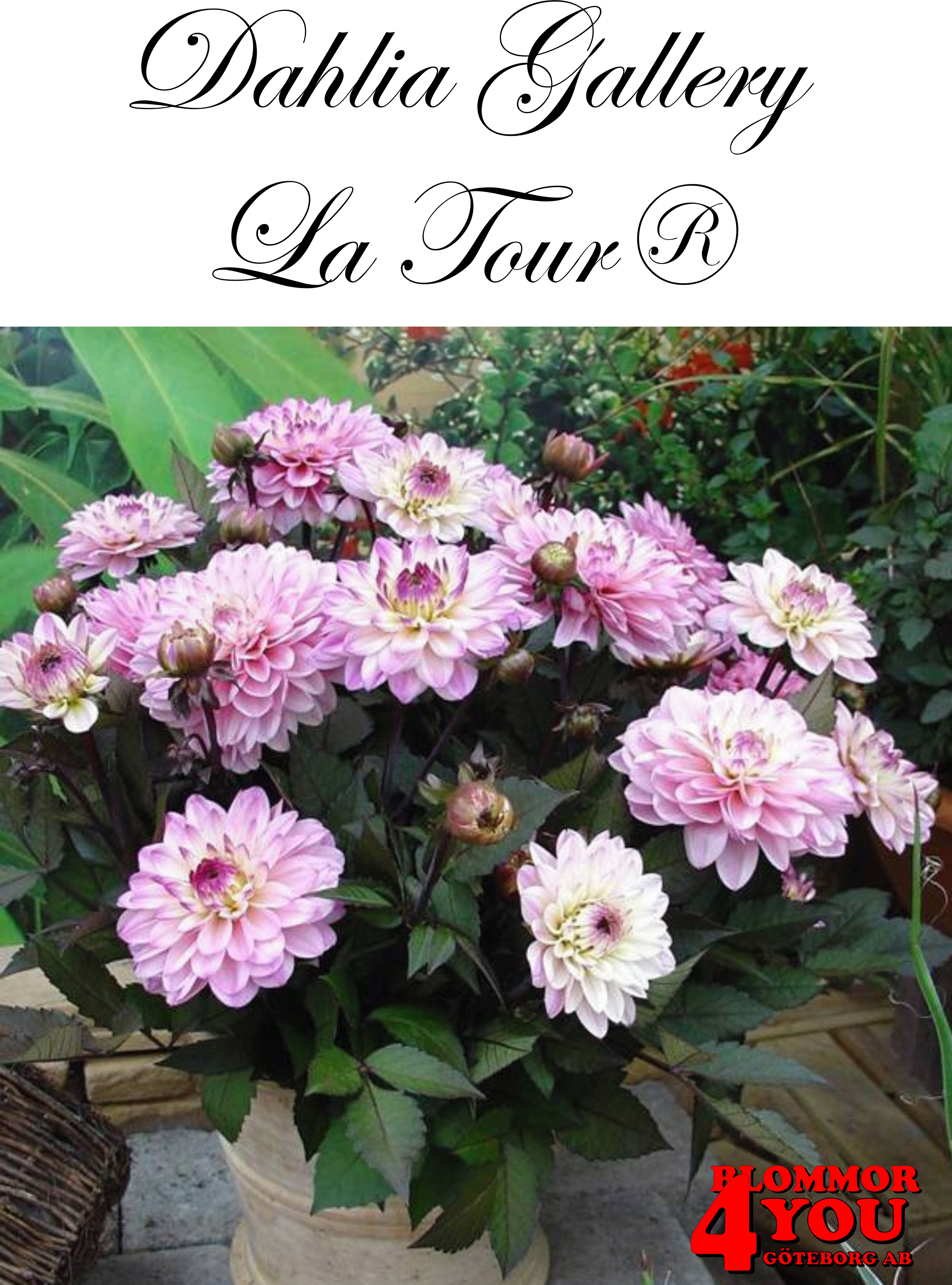 Dahlia Gallery   La Tour®