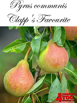 Päron P.com Clapps Favourite E   P.com     Stam 2-års A-kv Co/Pack Co