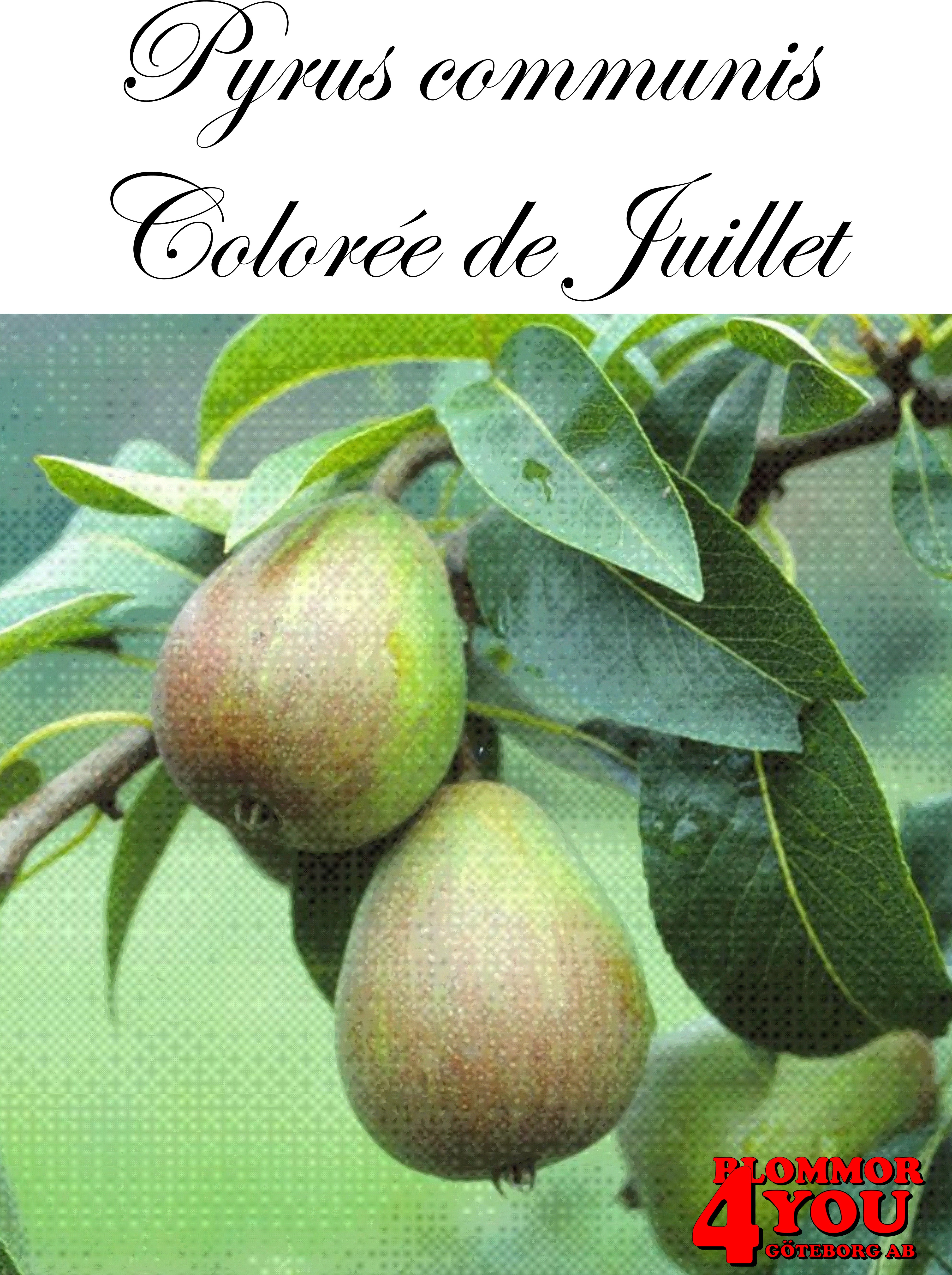 Päron  P.com Colorée de Juillet E   P.com      Stam 2-års A-kv Co/Pack Co