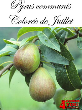 Päron  P.com Colorée de Juillet E   P.com      Stam 2-års A-kv Co/Pack Co