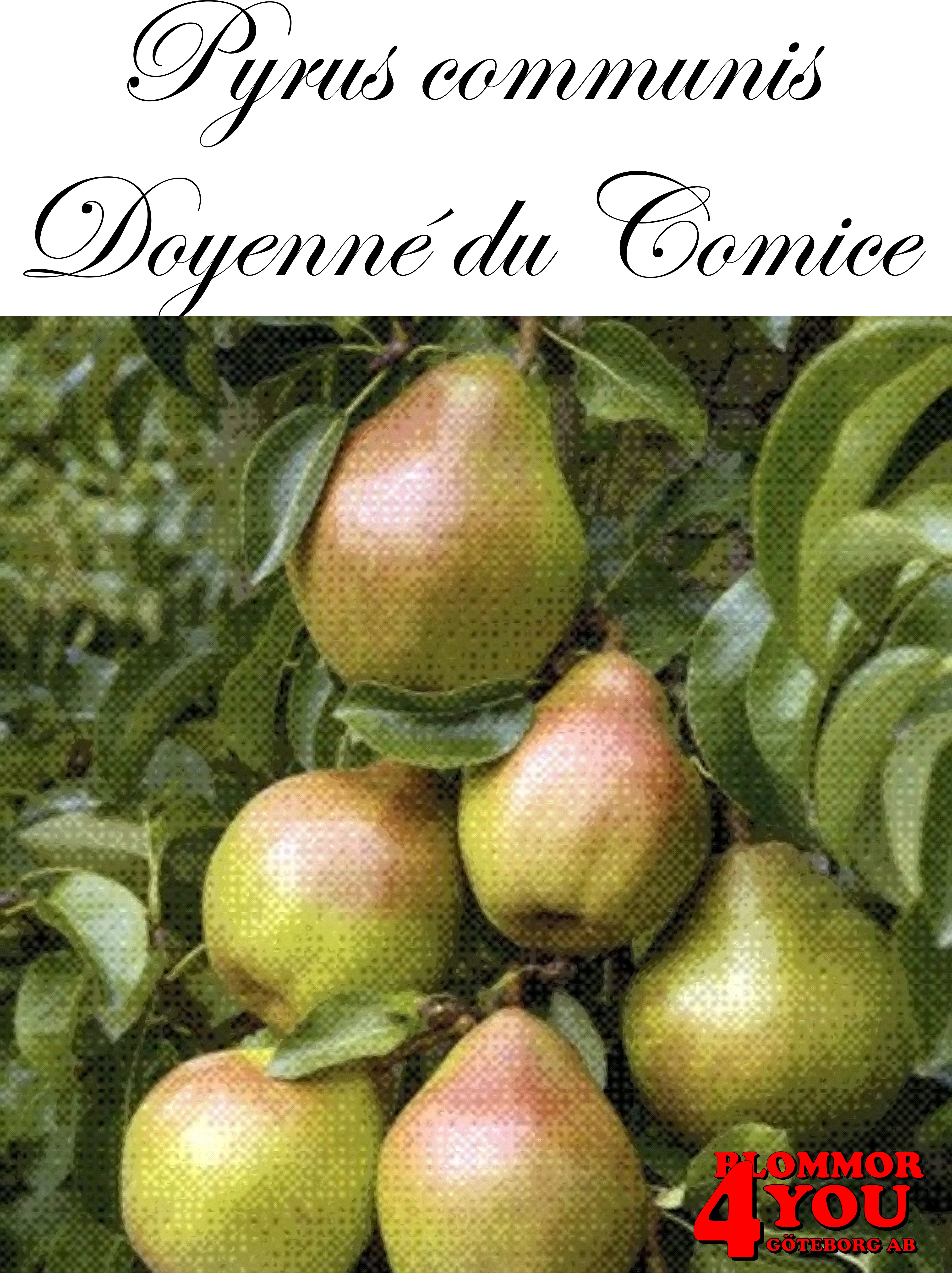 Päron P.com Doyenné du Comice E   P.com      Stam 2-års A-kv Co/Pack Co