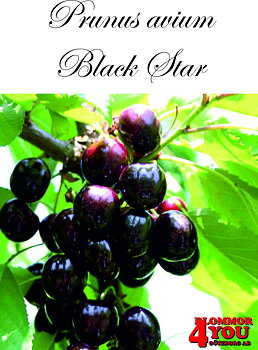 Sötkörsbär P.avi Black Star   (CAC) P.Colt     Stam 2-års A-kv Co.