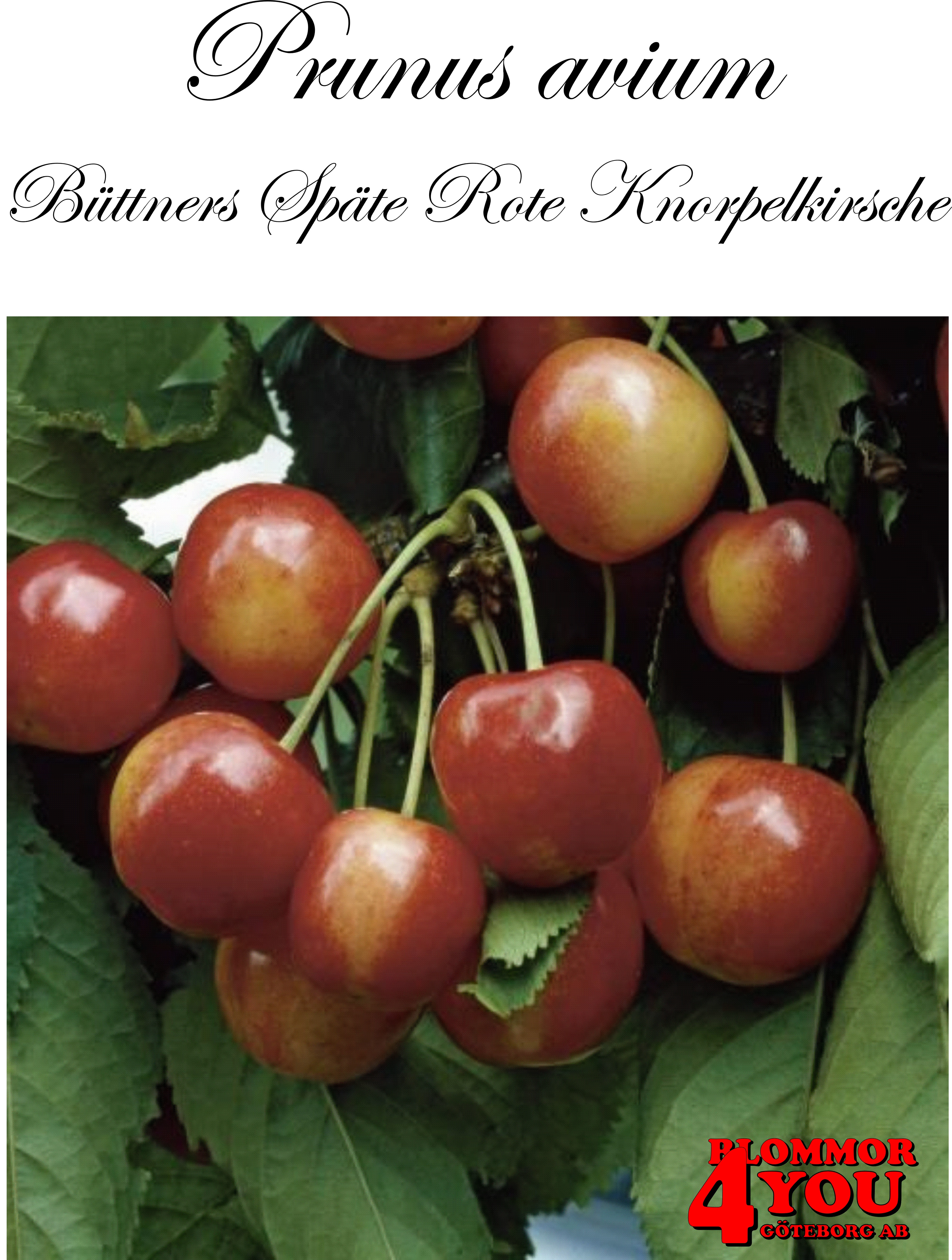 Sötkörsbär P.avi Büttners Späte Rote Knorpelkirsche. (CAC) P.Colt    Stam 2-års A-kv Co.