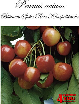 Sötkörsbär P.avi Büttners Späte Rote Knorpelkirsche. (CAC) P.Colt    Stam 2-års A-kv Co.