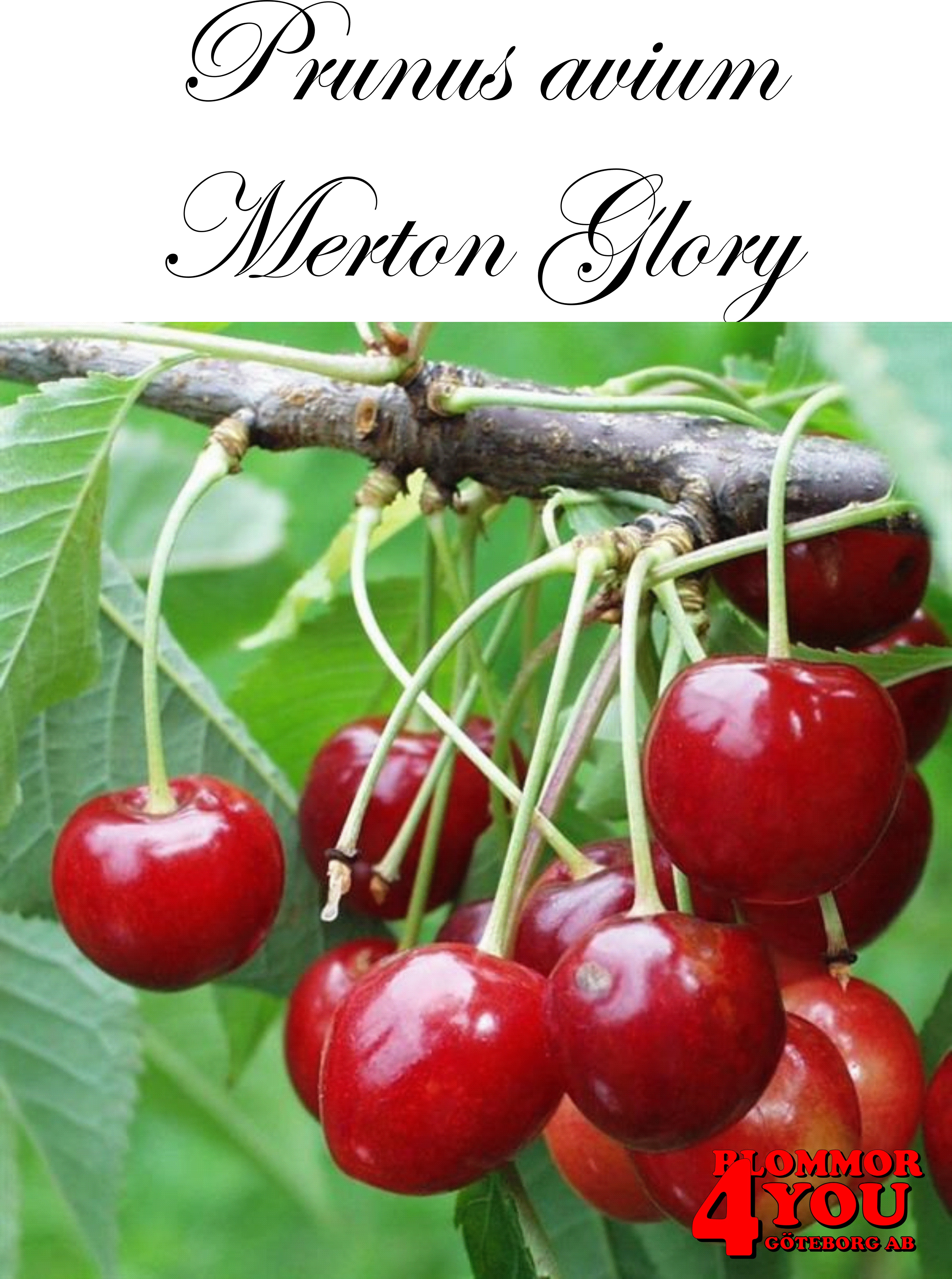 Sötkörsbär P.avi Merton Glory E   P.Colt   Stam 2-års A-kv Co.