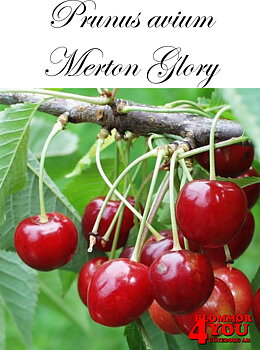 Sötkörsbär P.avi Merton Glory E   P.Colt   Stam 2-års A-kv Co.