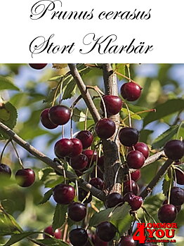 Surkörsbär P.cer Stort Klarbär   (CAC) P.Colt  Stam 2-års A-kv Co.