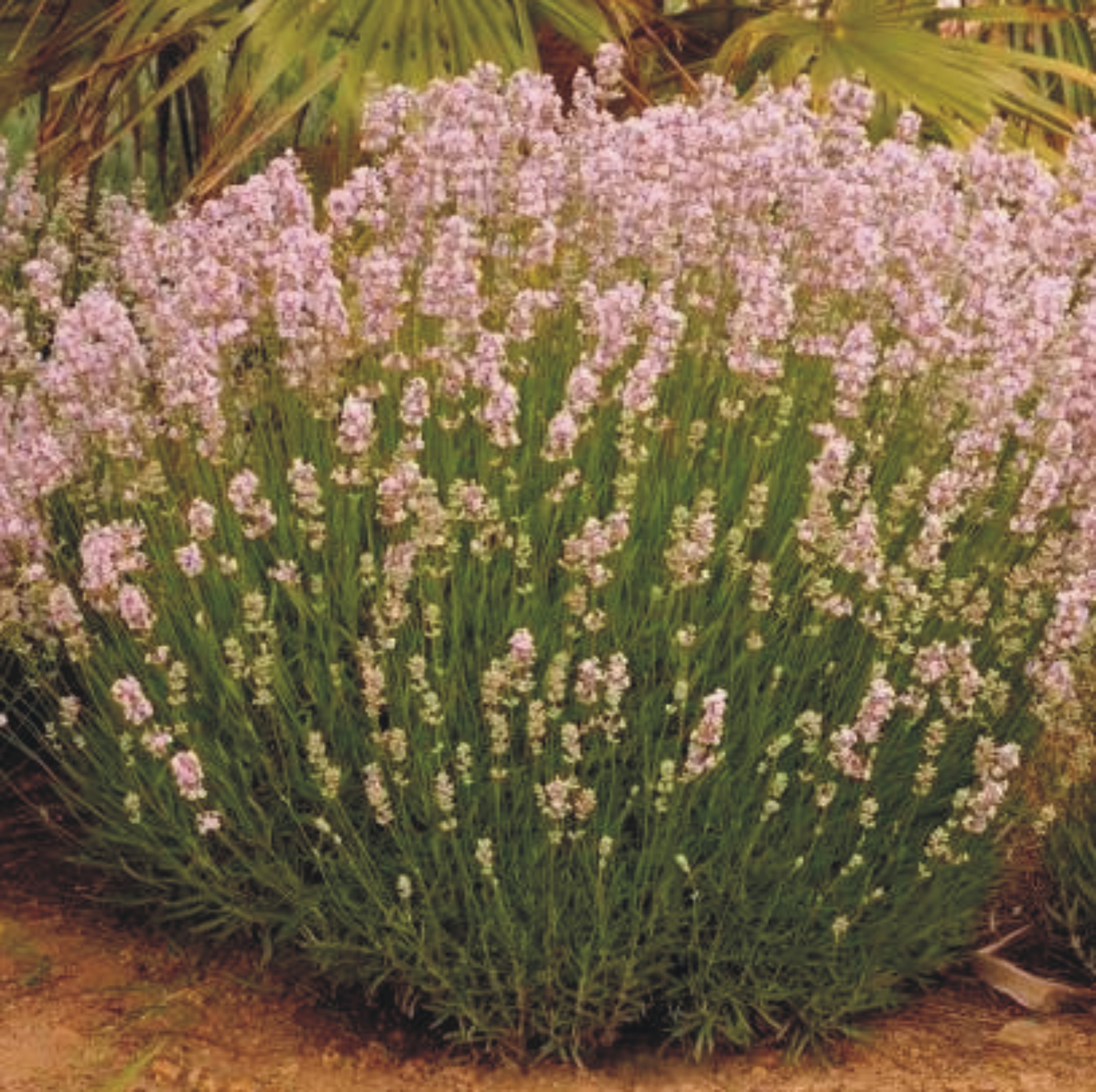 Lavandula angustifolia Loddon Pink Svenskt Namn: Lavendel Loddon Pink ...