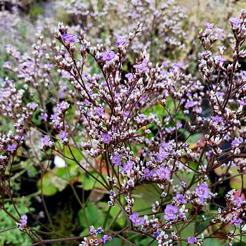 6011  Limonium platyphyllum Blauer Diamant  I  Svenskt namn  :Silverrisp  I  Krukstorlek   : 11c  I  Förväntad Höjd  :  50 cm  I  Blomningstid :  juli-aug