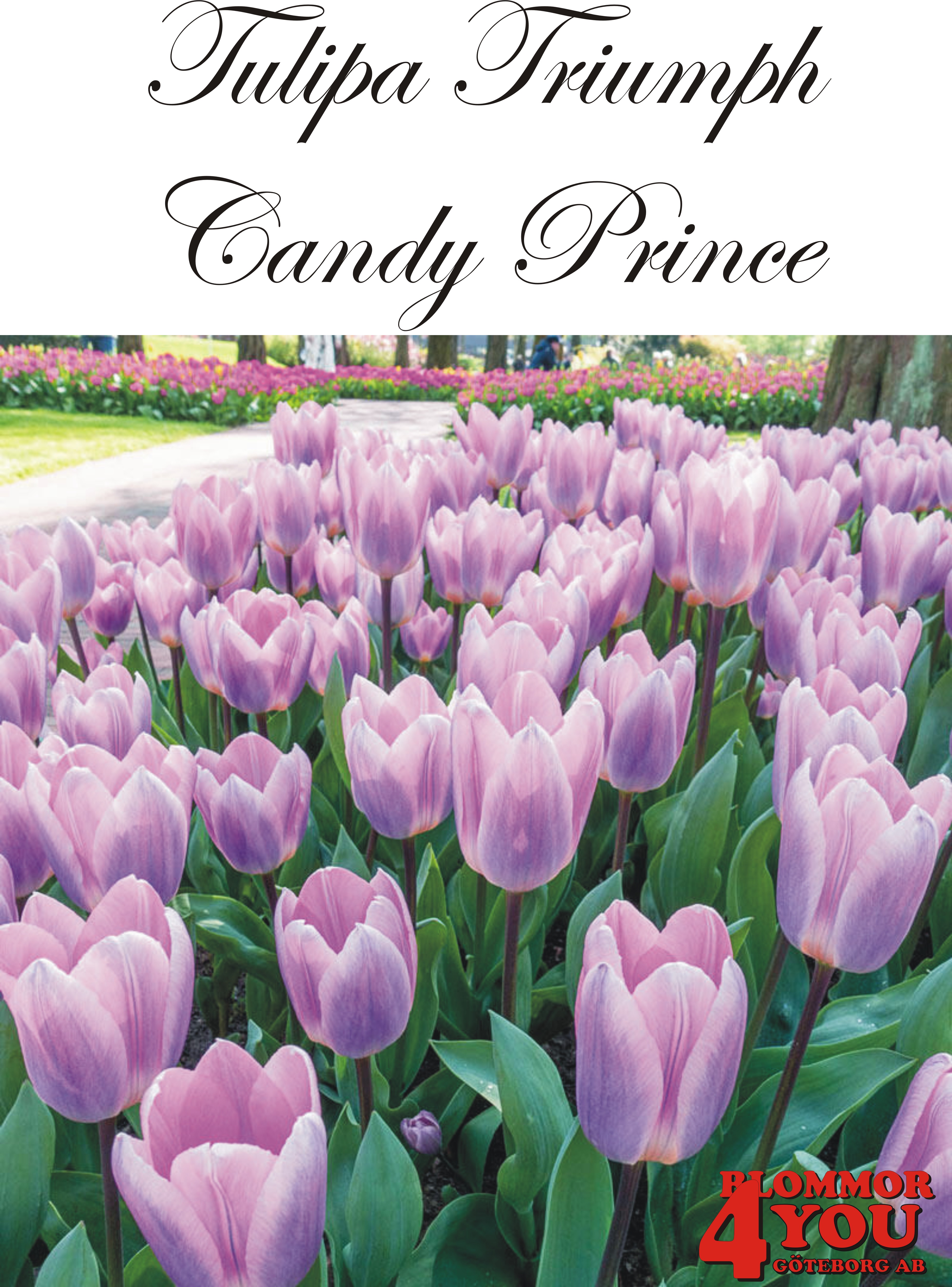 80120  CANDY PRINCE    TRIUMPHTULPAN