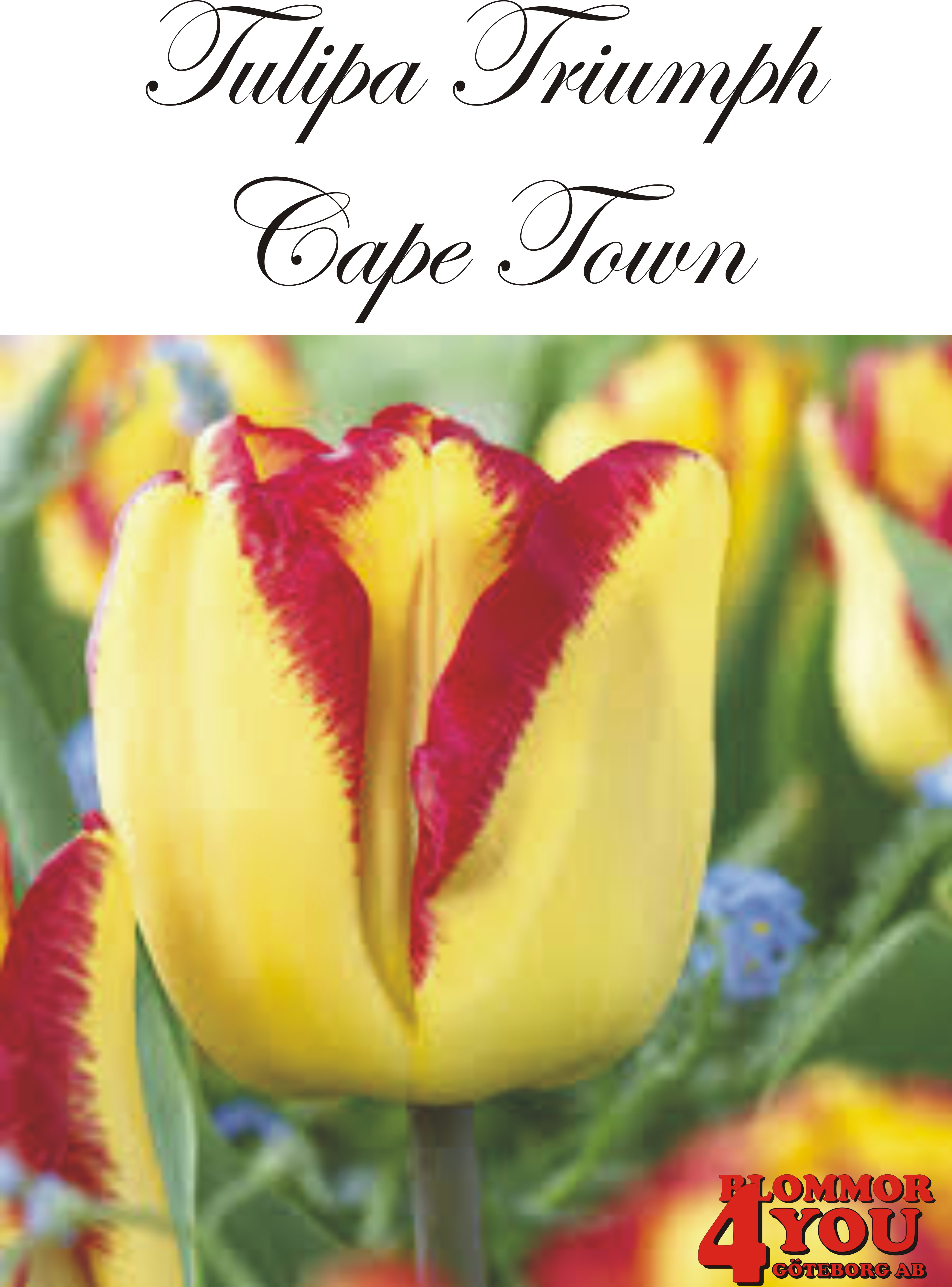 80125  CAPE TOWN    TRIUMPHTULPAN