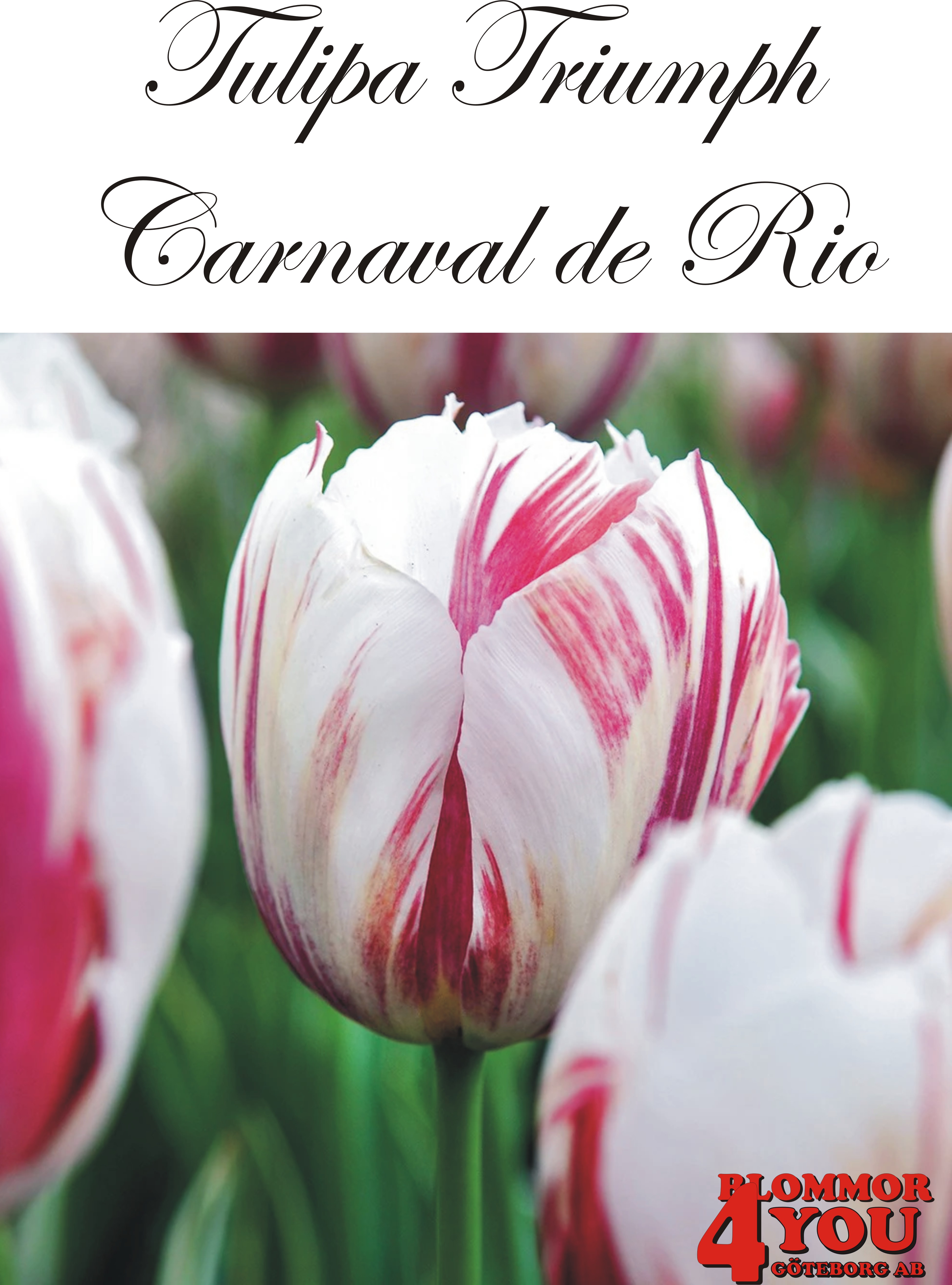80130CARNAVAL DE RIO    TRIUMPHTULPAN