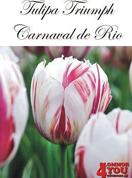 80130CARNAVAL DE RIO    TRIUMPHTULPAN