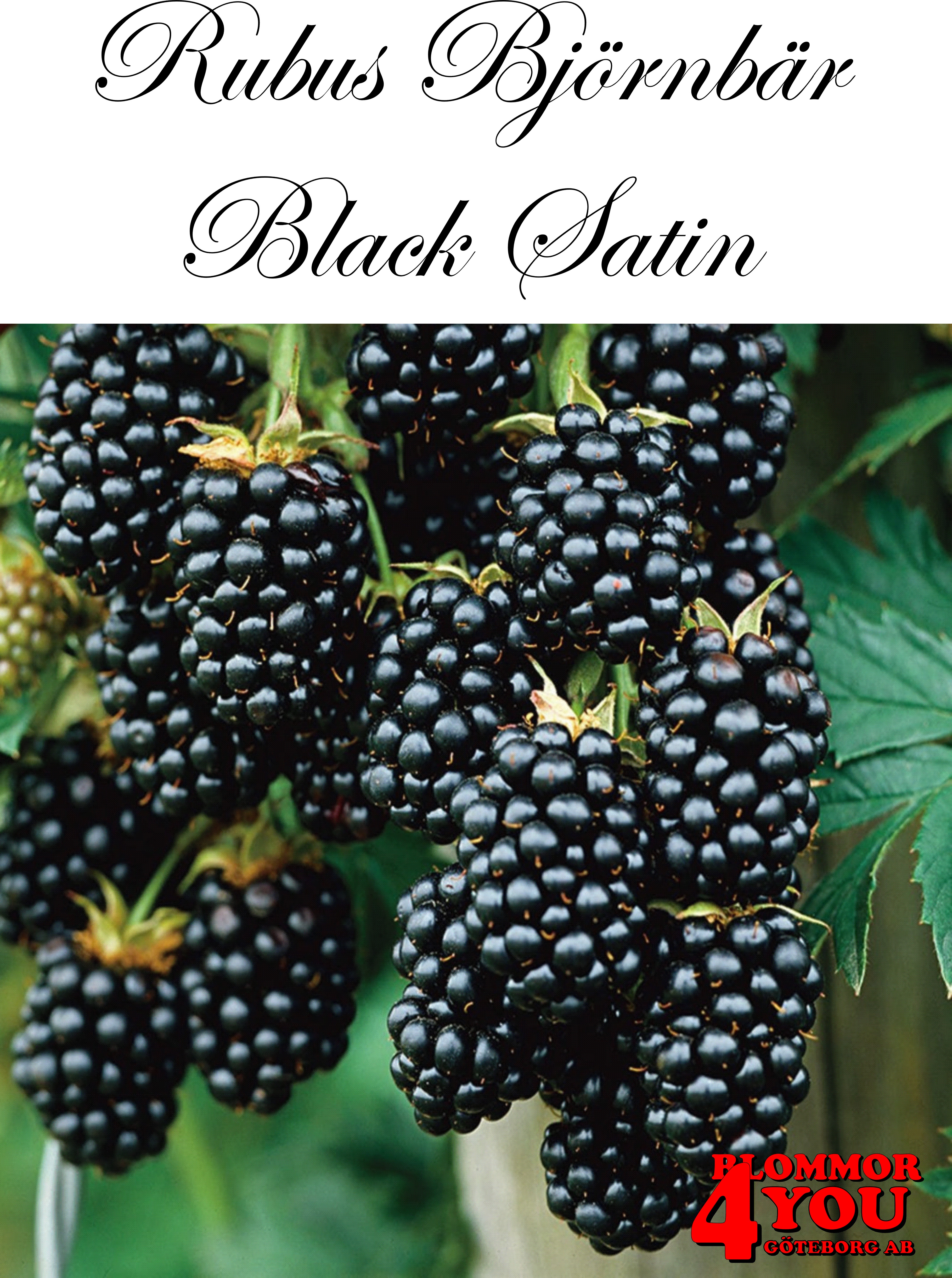 Rubus (Björnbär) Black Satin   (CAC) A-kv C2