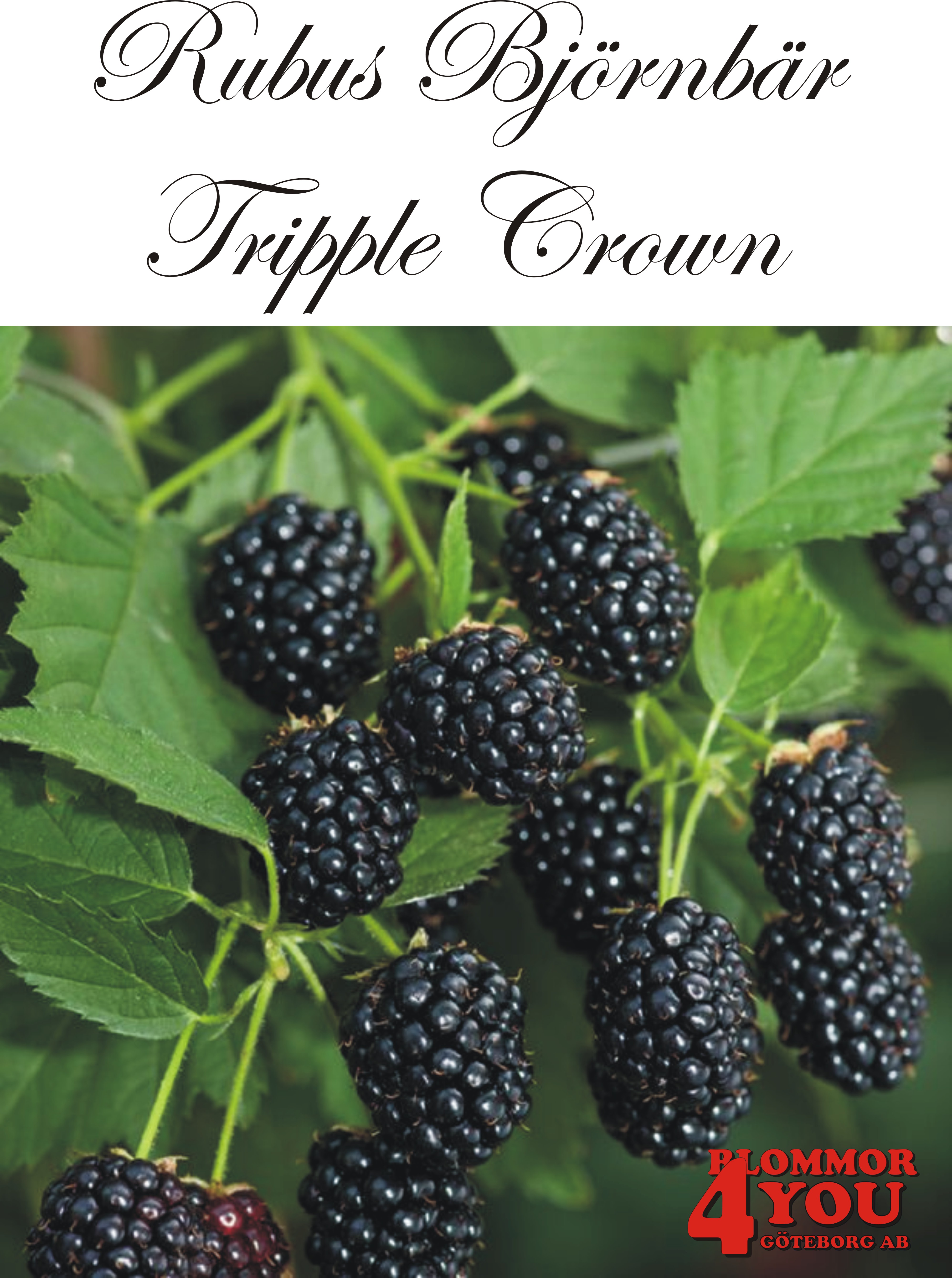 Rubus (Björnbär) Tripple Crown A-kv C2