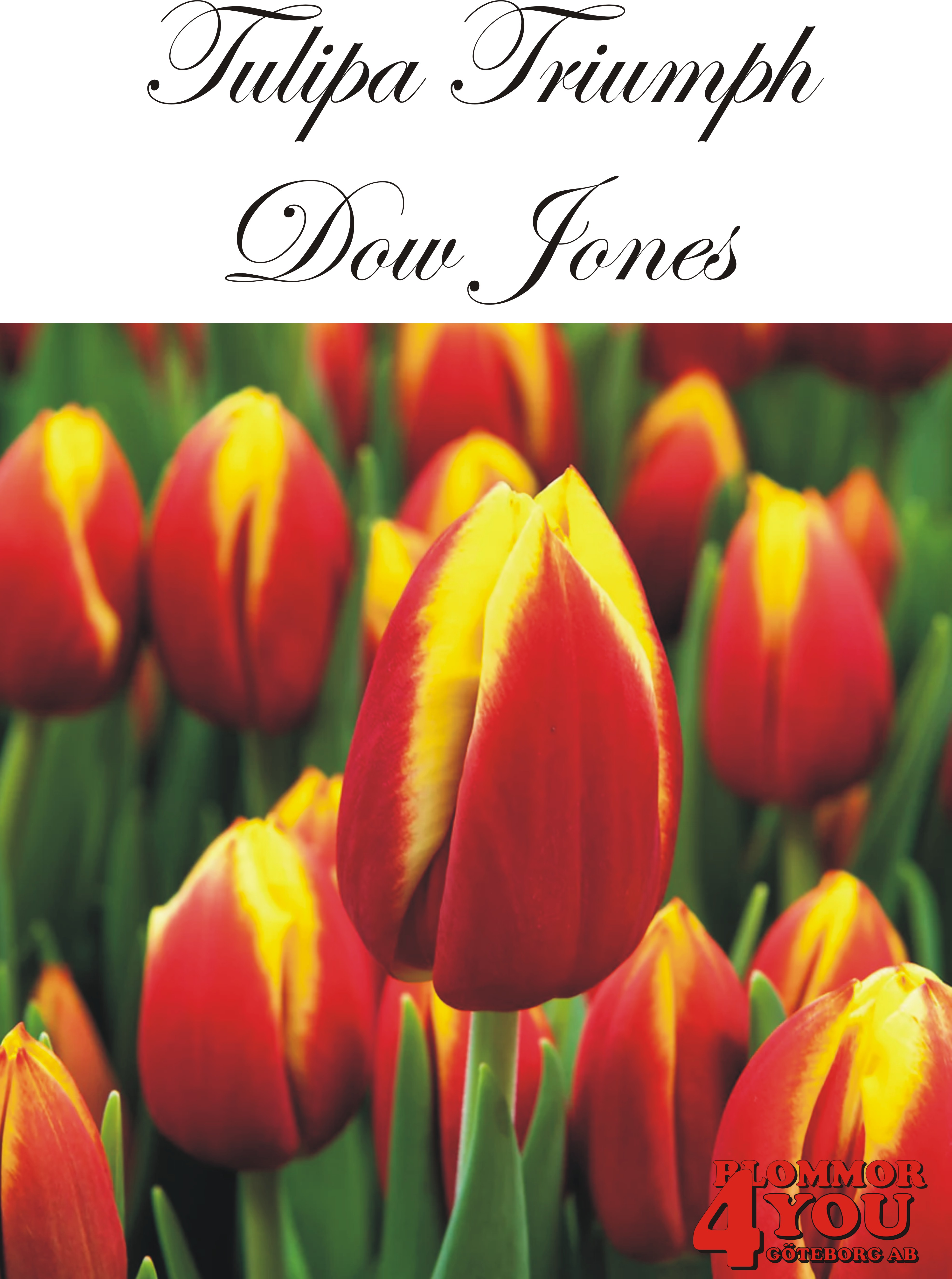 80140DOW JONES    TRIUMPHTULPAN