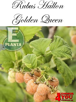 Trädgårdshallon  Rubus  GOLDEN QUEEN    (cert)  A-kv C2