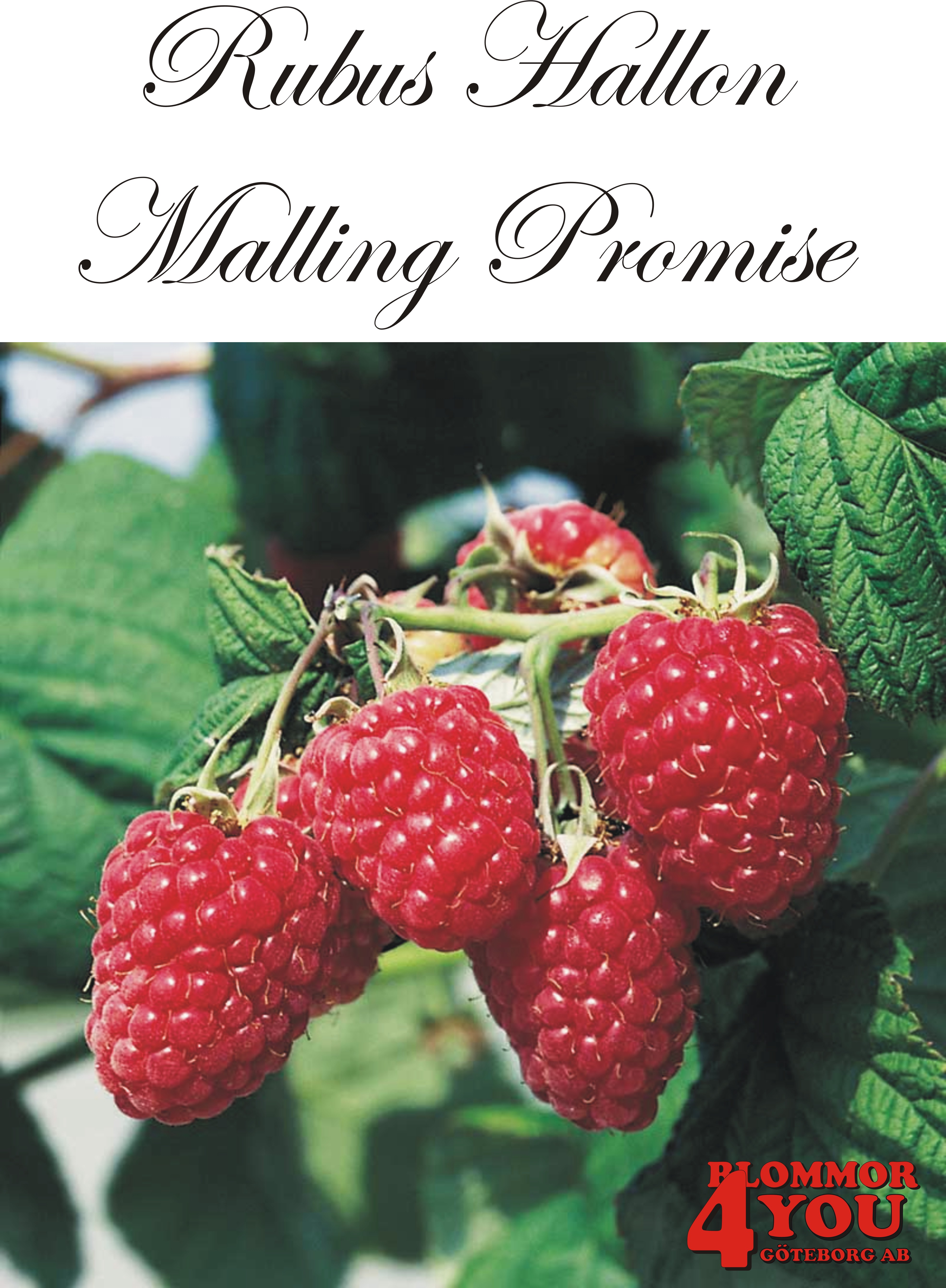 Trädgårdshallon Rubus MALLING PROMISE (cert) A-kv C2