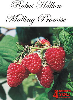 Trädgårdshallon Rubus MALLING PROMISE (cert) A-kv C2