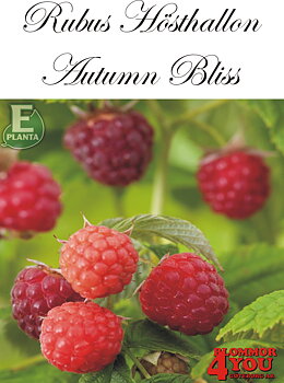 Trädgårdshallon Rubus AUTUMN BLISS  (EPS-cert) A-kv C2