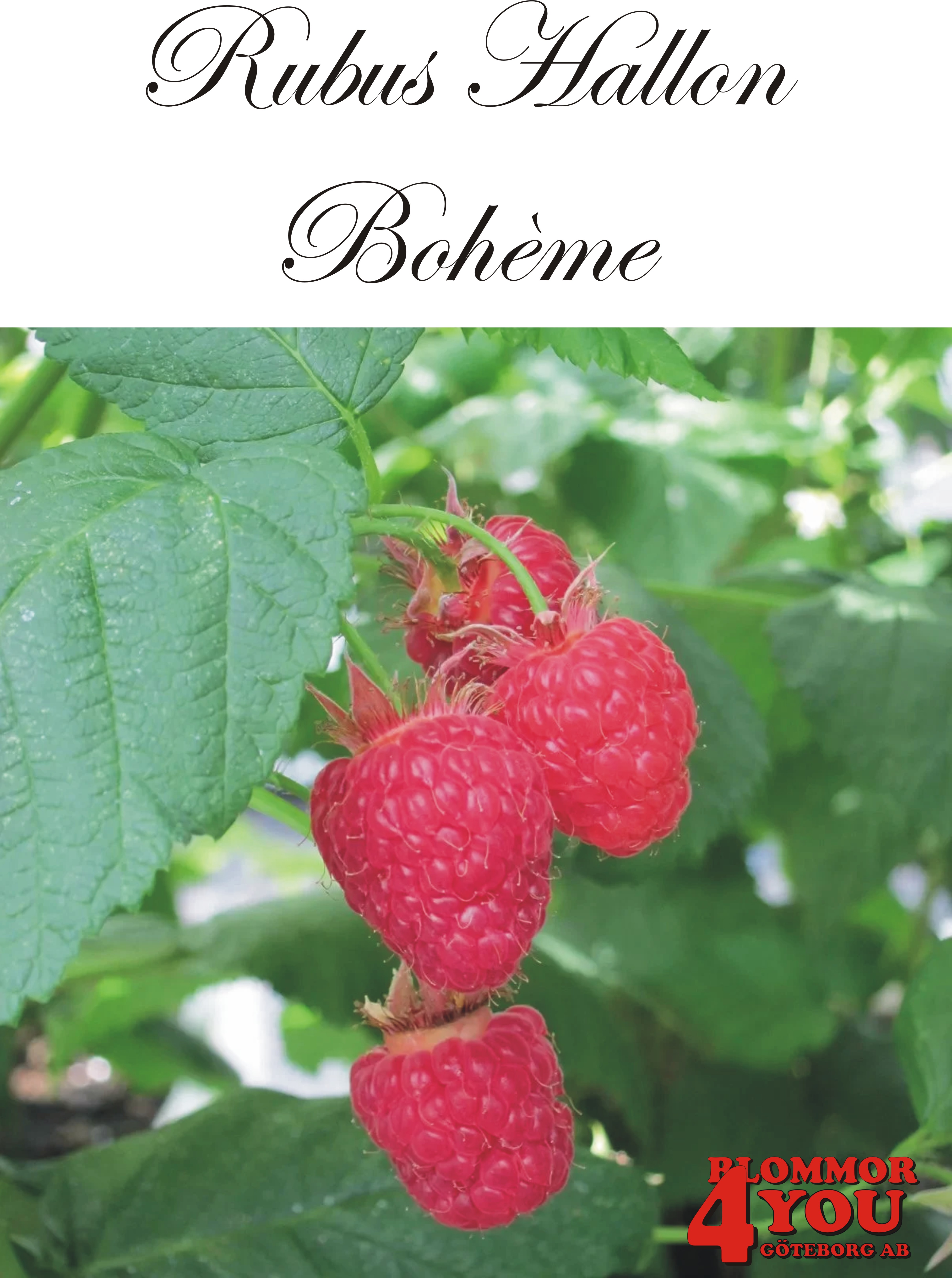 Trädgårdshallon  Rubus (Hösthallon)    BOHÉME  (EPS-cert) A-kv C3,5