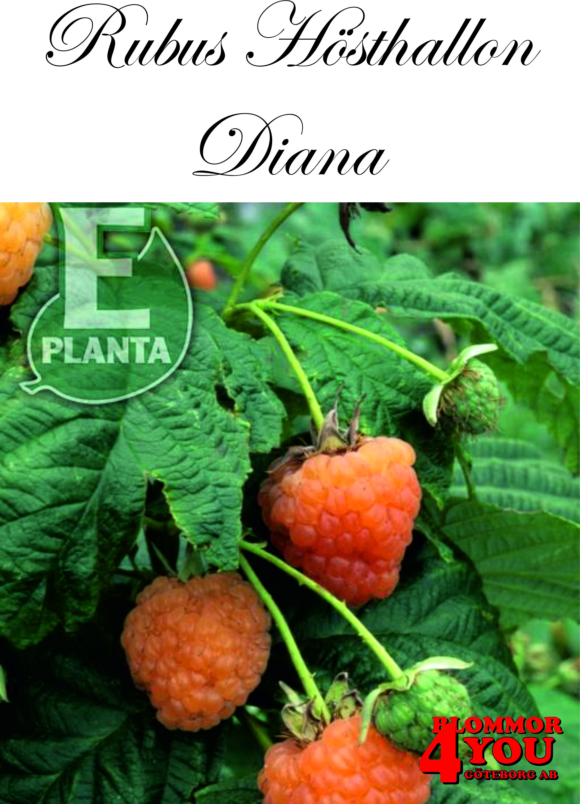 Trädgårdshallon   Rubus (Hösthallon) DIANA     (EPS-cert)    A-kv C3,5