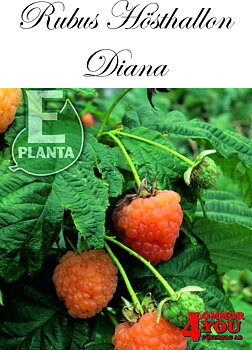 Trädgårdshallon   Rubus (Hösthallon) DIANA     (EPS-cert)    A-kv C3,5