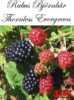 Rubus laciniatus Thornless Evergreen (CAC)