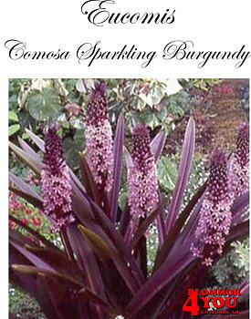 Eucomis   Comosa Sparkling Burgundy