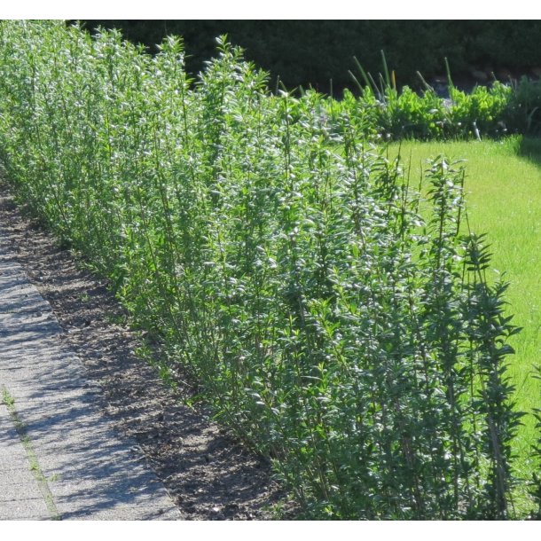 Ligustrum vul.v.italicum Liga          Häck 0/1/2 30-50  CM - 2