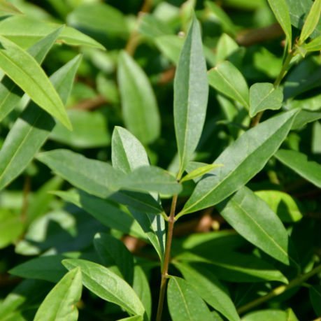 Ligustrum vul.v.italicum Liga          Häck 0/1/2 30-50  CM