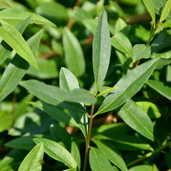 Ligustrum vul.v.italicum Liga          Häck 0/1/2 30-50  CM