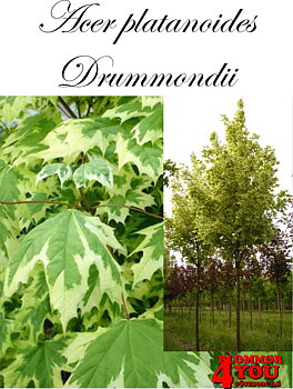 Acer platanoides Drummondii  Utr 150-200 Co