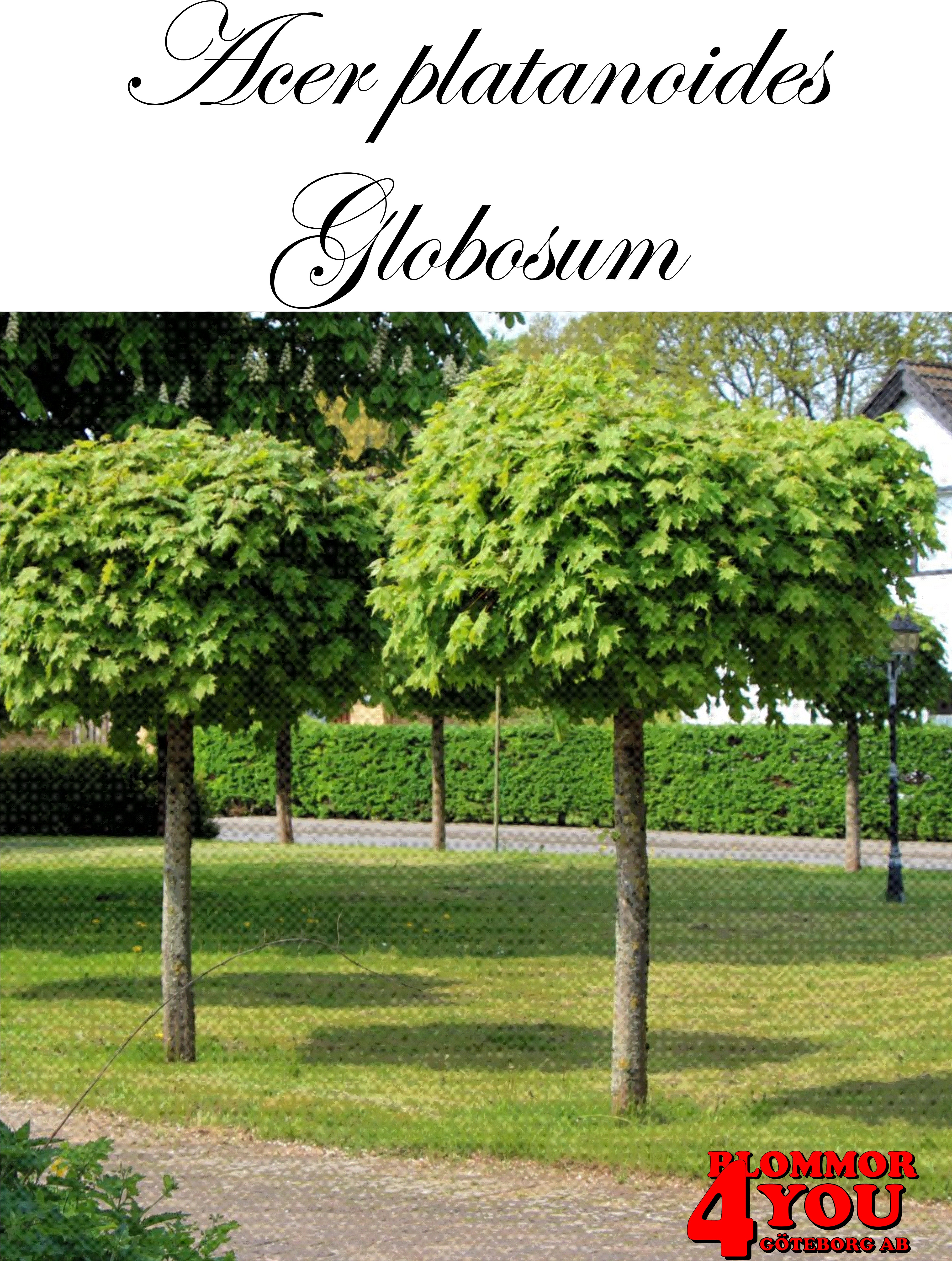 Acer platanoides Globosum  Stamhöjd 100-120 Co