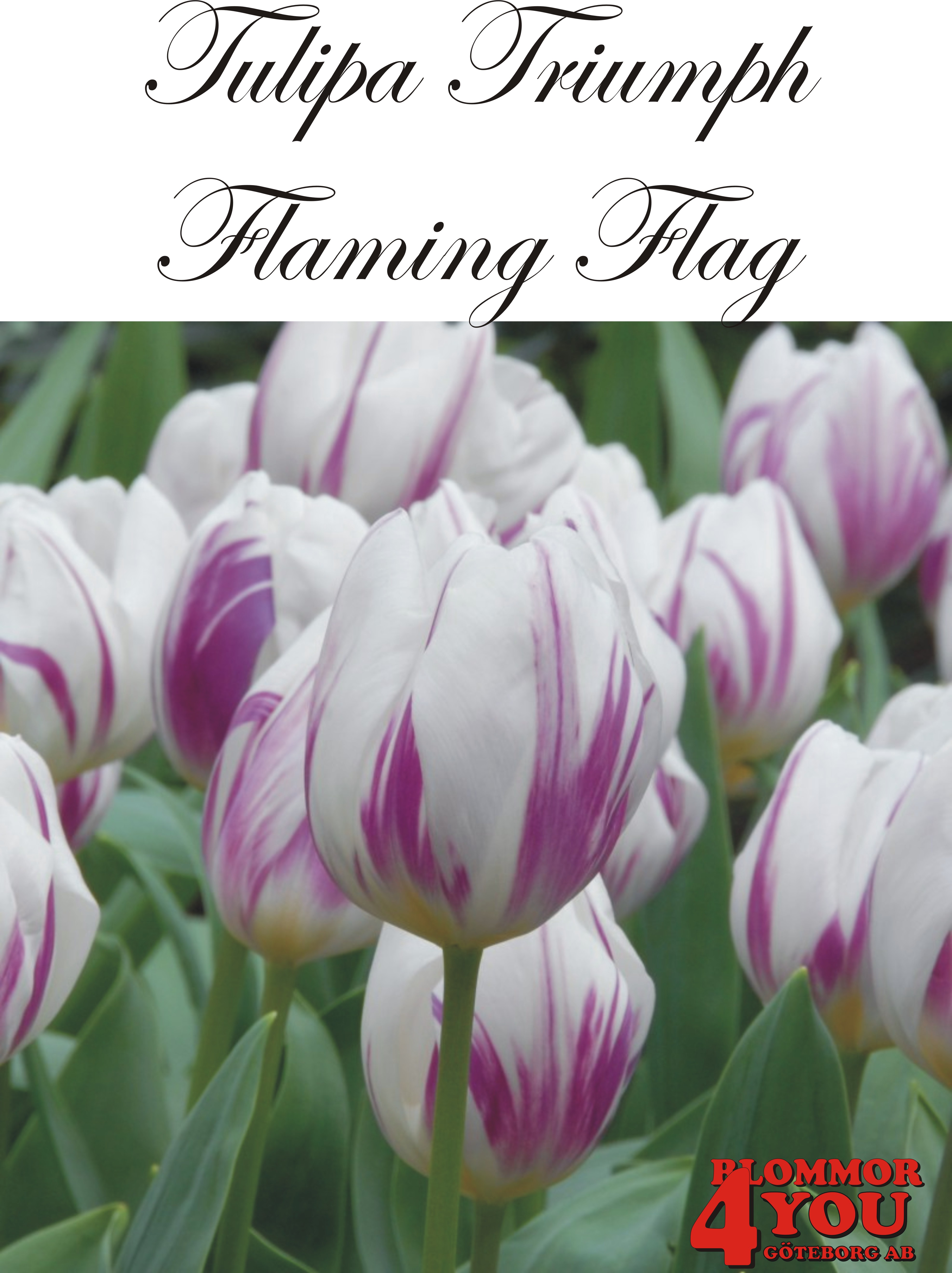 80150  FLAMING FLAG    TRIUMPHTULPAN