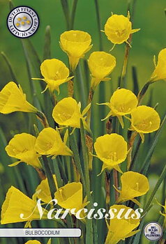 82200  NARCISSUS  BULBOCONIUM      JONQUILLA