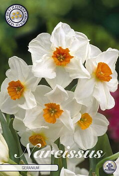 82035  NARCISSUS  GERANIUM      TAZETTA