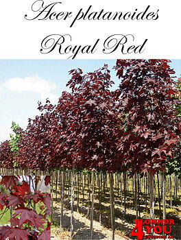 Acer platanoides Royal Red  Utr 150-200 Co