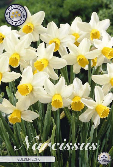 82205  NARCISSUS  GOLDEN ECHO       JONQUILLA