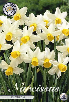 82205  NARCISSUS  GOLDEN ECHO       JONQUILLA