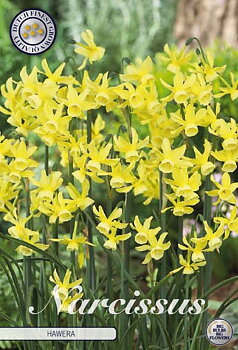 82210  NARCISSUS  HAWERA               TRIANDRUS