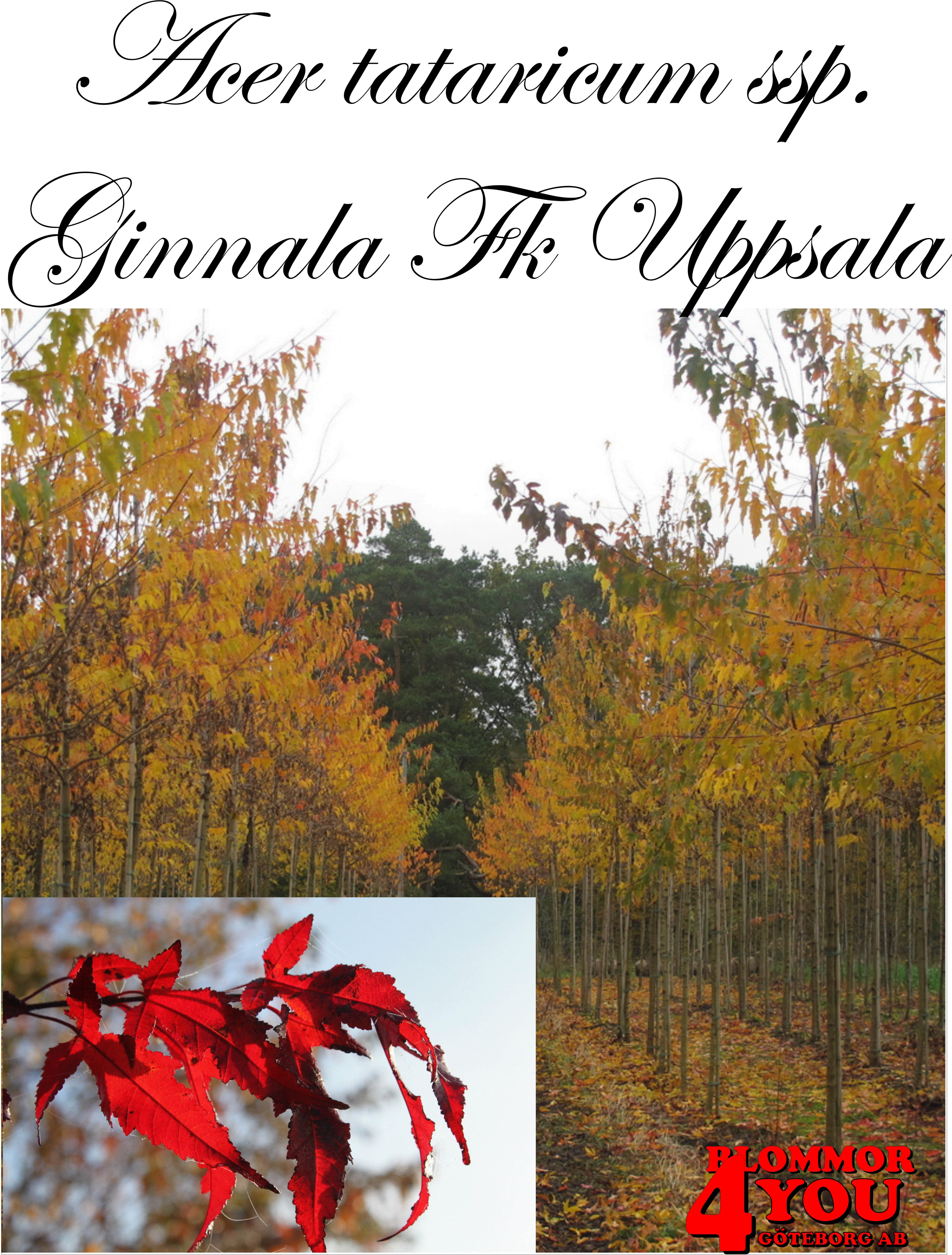 Acer tataricum ssp. ginnala Fk Uppsala E  Utr 150-200 Co