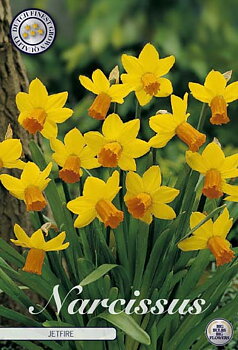 82215  NARCISSUS  JETFIRE      CYCLAMINEUS