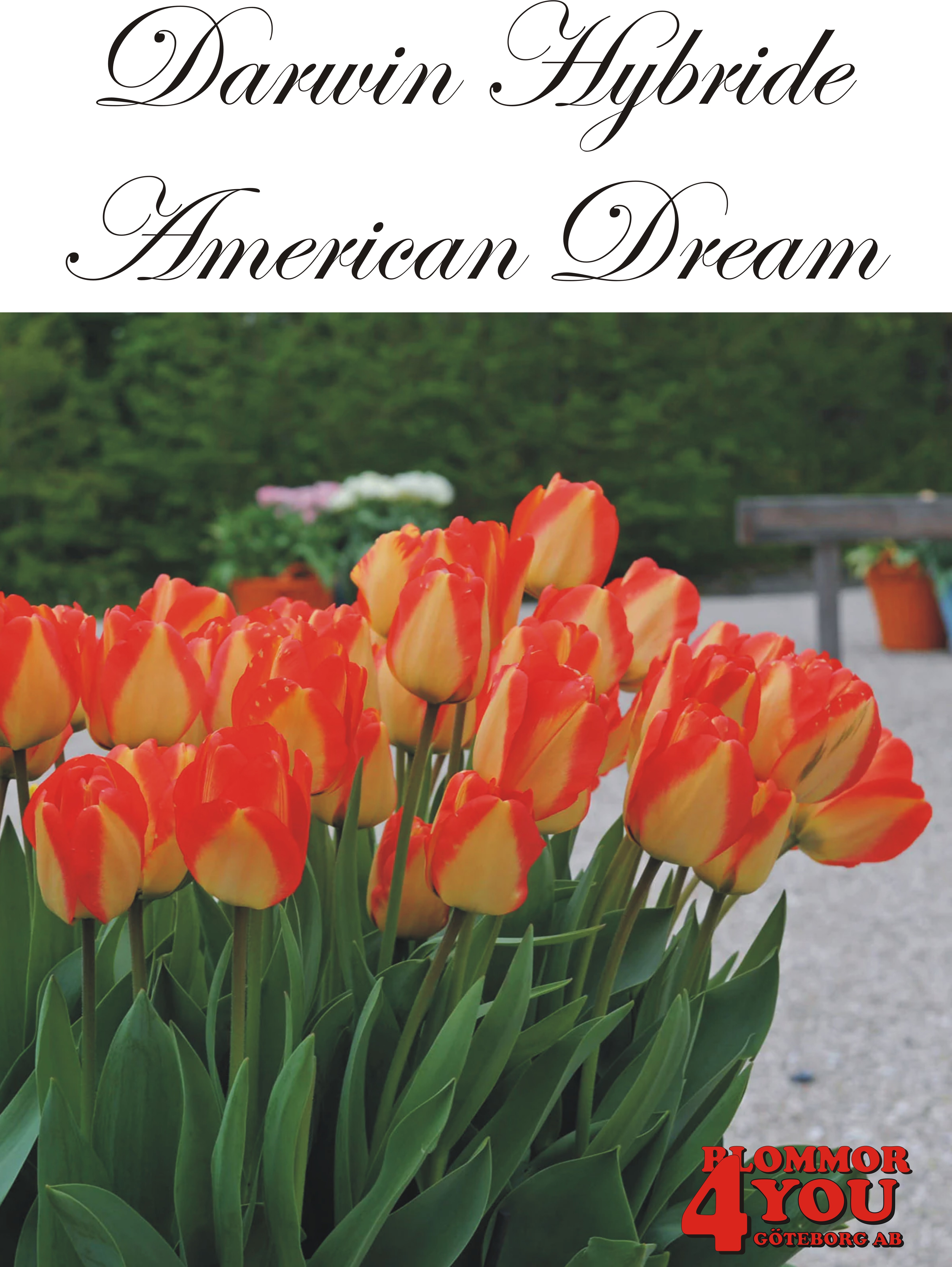 80456  AMERICAN DREAM    DARWINHYBRIDETULPAN